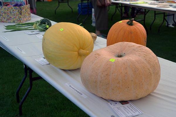 18. Massive pumpkins.jpg